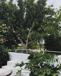 einen weißen Garten mit einem Baum im Hintergrund in der Unterkunft Lobeira - Centenary country house and gardens in Beja