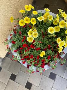 un montón de flores amarillas y rojas en una olla en Villa Rosengarten, en Blankenburg