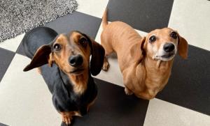 two dogs standing next to each other on a floor at Kurrajong House in Launceston