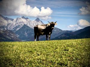 Eine Kuh steht auf einem Feld mit Bergen im Hintergrund in der Unterkunft Bioberghof Rohr in Fieberbrunn