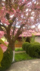 un árbol de flores rosas frente a una casa en Kvasnyi en Kobyletskaya Polyana