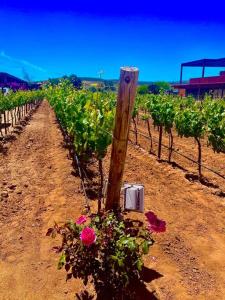 een rij wijngaarden met rozen en een houten paal bij Casa Capilla @ Casa Frida Valle de Gpe in San Marcos