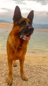 un cane marrone in piedi sulla spiaggia vicino all'acqua di Mila Pet friendly house with private beach place a Pag