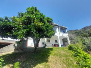 a house with a tree in front of it at Adcasinha em Arganil in Adcasal