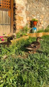 two ducks sitting in the grass near a house at Casa David in Santa Liña