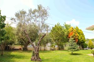 a tree in the middle of a yard at ☆OLIVE GARDEN VILLA☆ --NEA IRAKLITSA-- in Iraklitsa