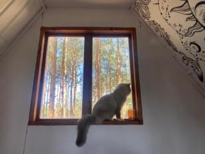 a cat is looking out of a window at Czekoladowy Domek in Nadkole