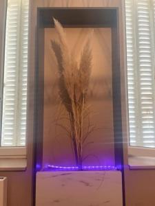 a vase with a plant in a window with purple lights at Appartement style hôtel cocooning in Limoges