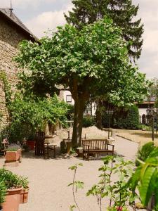 un árbol con bancos en un patio junto a un edificio en Urige Schlaffässer im Winzergarten inklusive Weinprobe en Bockenheim