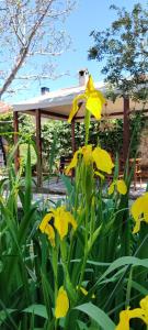 Zahrada ubytování Viento de Ladera PISCINA NATURAL y JACUZZI EXT