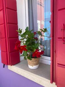 a potted plant sitting on a window sill at Casa Bella in Burano