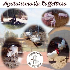 a collage of photos of animals in a cage at Agriturismo La Caffettiera in Sparanise