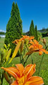 a group of orange flowers in front of some trees at Northwest Studio Apartments in Klagenfurt +76 photos