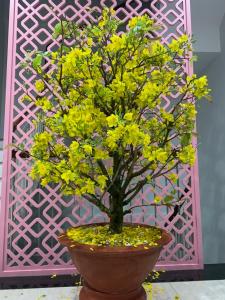 a plant with yellow flowers in a brown pot at Minh Anh Hotel in Phu Quoc