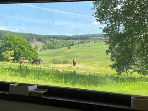 una ventana con vistas a los caballos en un campo en Craigengillan Mini Lodge, en Dalmellington