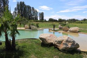a pool of water with rocks and a palm tree at Mas des Cerisiers SPA-SAUNA inclus pour tous les logements in Avignon