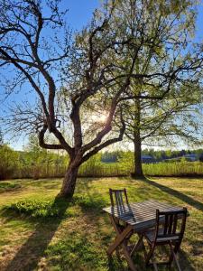拉塞博里的住宿－Norrby Gård - Sjövik，野餐桌和田野中的一棵树