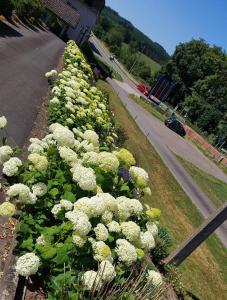 a row of white flowers on the side of a road w obiekcie Chalet Rose w mieście Burg-Reuland