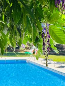 a blue swimming pool under a tree with a bunch of grapes at Change The World - Solar de Alvega in Alvega