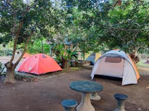 dos tiendas de campaña y una mesa frente a los árboles en Gecko Tropical inn, en Gerung