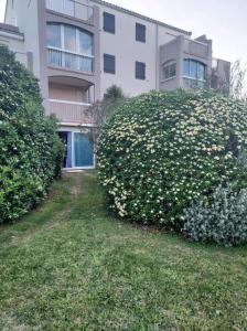 two large bushes with white flowers in front of a building at Logement plage in Saint-Cyprien