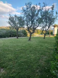 trois arbres dans un champ d'herbe verte dans l'établissement Logement plage, à Saint-Cyprien