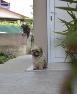 un petit chien assis devant une porte dans l'établissement Apartment Bepo, à Pakoštane