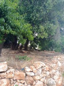 a stone wall in front of some trees at عجلون- راس منيف in Ajloun