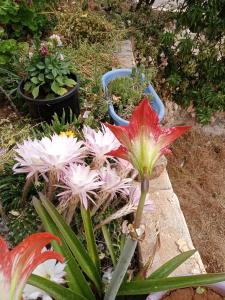 un gruppo di fiori e piante in un giardino di عجلون- راس منيف a Ajloun
