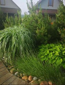 un jardín con césped largo y plantas frente a una casa en Dobilas ir jura, en Palanga