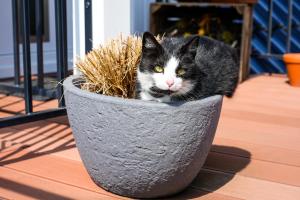 a black and white cat sitting in a pail at Haus Jaeschke in Vetschau