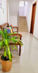 um vaso de planta sentado num chão ao lado de uma cadeira em Praieira Hostel&Pousada em Itacaré
