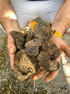 una persona che tiene in mano una pila di cibo di 1st Truffle House Žumberak a Ozalj