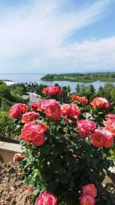 a bunch of pink roses sitting on a ledge at Welcome Guest House in Shkodër