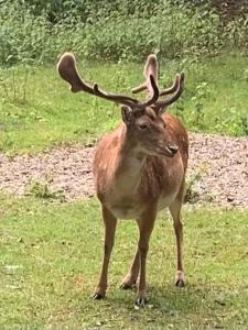 a deer with large horns standing in the grass at Townhuus No. 1 / Dieksee in Malente