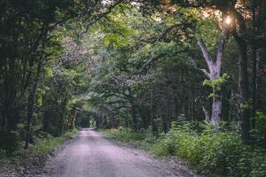 un camino de tierra a través de un bosque con árboles en Farmstay Getaway, 