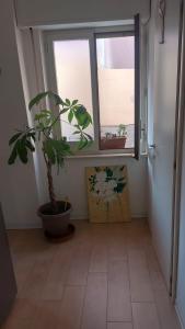 una stanza con una pianta in vaso e una finestra di L'appartamentino a Reggio di Calabria