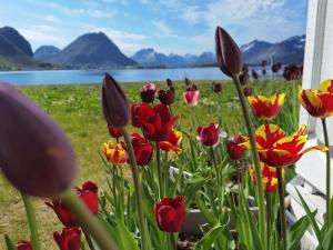 a bunch of red and yellow flowers in a field at BanPim Beachside Lofoten in Ramberg