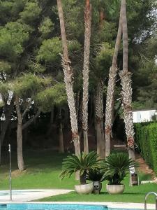 Ogród w obiekcie Campoamor Seaview