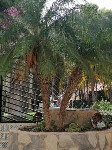 Ogród w obiekcie Campoamor Seaview