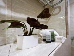 甘托克Cilantro Unwind Delisso Abode的浴室柜台,配有盆栽和其他产品
