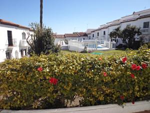 a bush of flowers in a yard with buildings at HACIENDA 12A MENYBER in Nerja