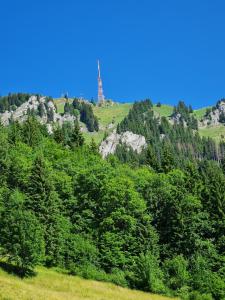 una torre en la cima de una colina con árboles en Ferienhof Hierl, en Burgberg