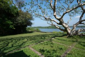 un árbol en la hierba junto a un cuerpo de agua en Lunuganga Estate, en Bentota