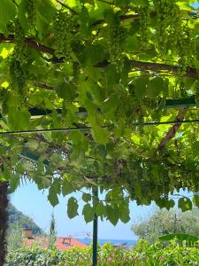 einen Blick durch die Blätter eines Baumes in der Unterkunft Hotel Giotto in Garda