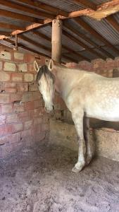 a white horse standing next to a brick wall at Dommaine hadda in Khemisset