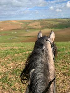 a horse is looking up at a field at Dommaine hadda in Khemisset