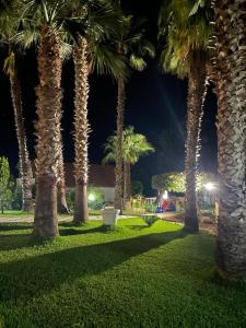 a group of palm trees in a park at night at Villa Grazia in Capo Vaticano