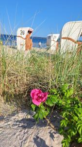 une rose rose rose dans le sable sur la plage dans l'établissement Taubennest, à Waabs