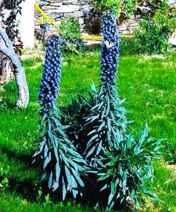 una planta con flores azules creciendo en un patio en ANCIENT MEROPIA - Astrogonio, Apollonia, en Apollonia